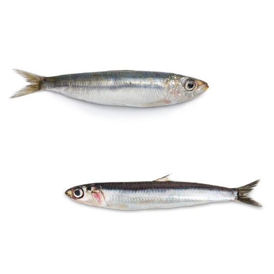 Acciughe